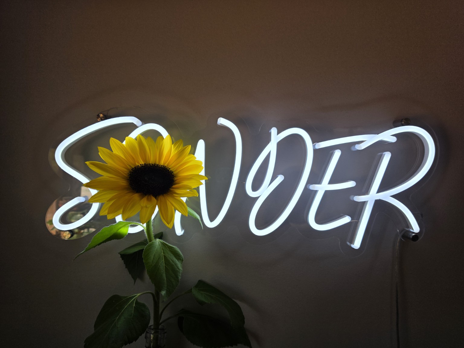 Sonder Atelier neon sign glowing behind a sunflower